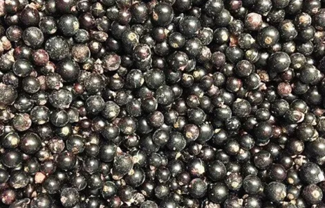 Куплю смородену заморожену