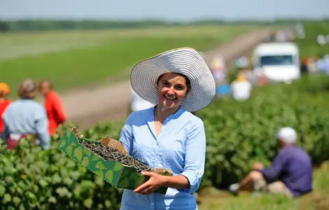 Черная смородина
