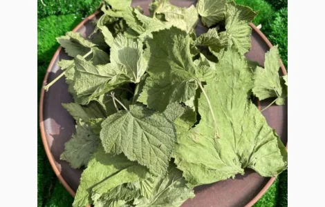 Листя смородини, смородина лист