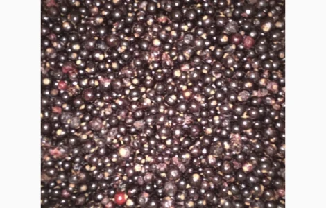 Куплю смородину заморожену