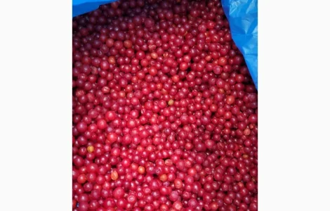 Продам порічку Б клас заморожену