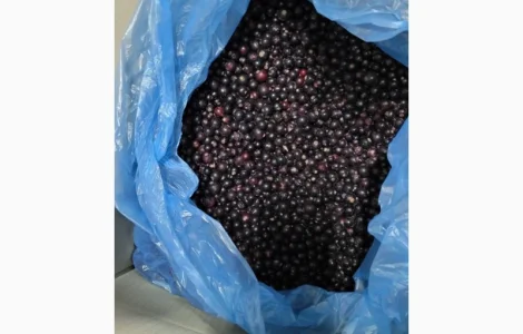 Смородина заморожена Б-клас