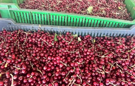 Порічка ягода, Смородина червона