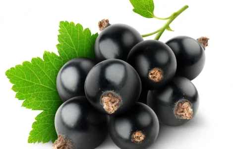 Продажа черной смородины