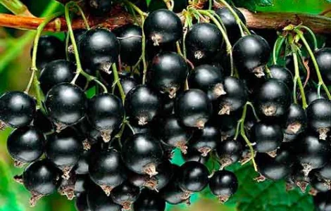 Куплю чорну смородину