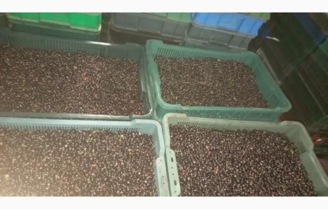 Чорна Смородина