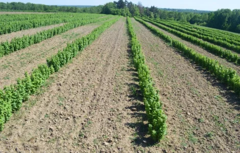 Ягоди смородини чорної продам