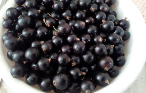 Купимо заморожену чорну смородину від 20 тон оптом