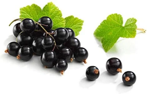 Купимо чорну смородину на заморозку оптом