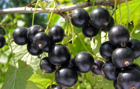 Куплю оптом чёрную смородину, покупаем по всей Украине