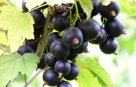 Куплю чорну смородину на заморозку оптом від 5 тонн