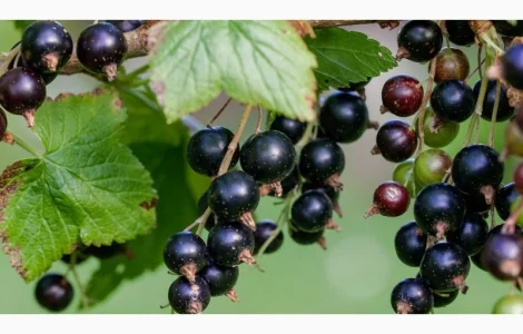 Куплю чорну смородину оптом