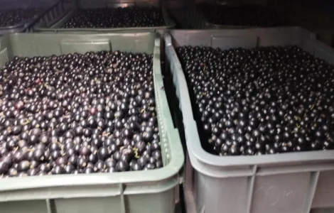 Куплю чорну та червону смородину