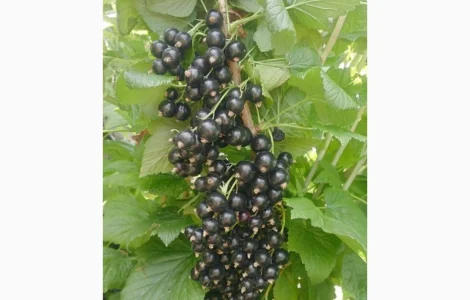 Продам ягоду чорної смородини