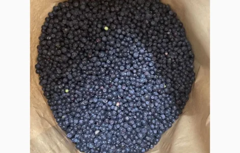 Kupię jagode lesna (borowke) Zbiór 2025 Minimum logistyczne od 20 MT