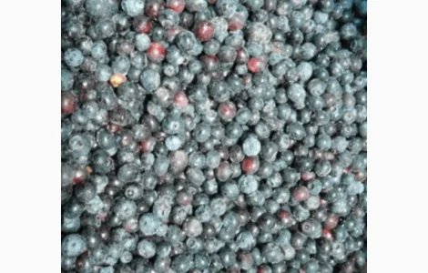 Куплю чорницю морожену по західній Україні, від 20т