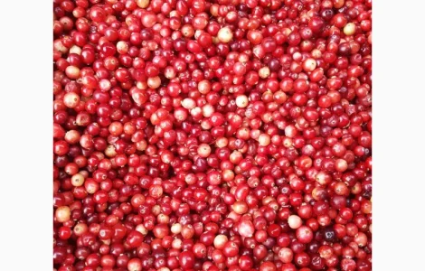 Продам чорницю морожену 2023 року