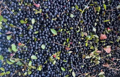 Продам чорницю заморожену