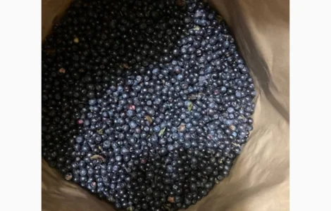 Продам чорницю заморожену