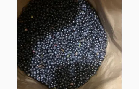 Продам чорницю заморожену