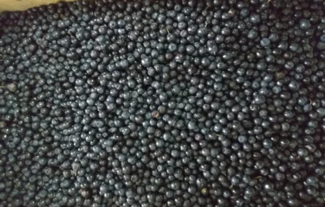 Черника свежая 100-200кг