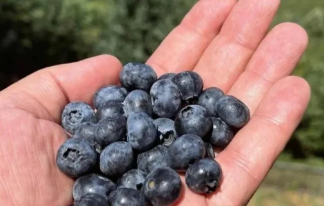 Купуємо чорницю