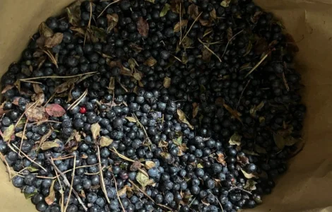 Продам заморожену чорницю