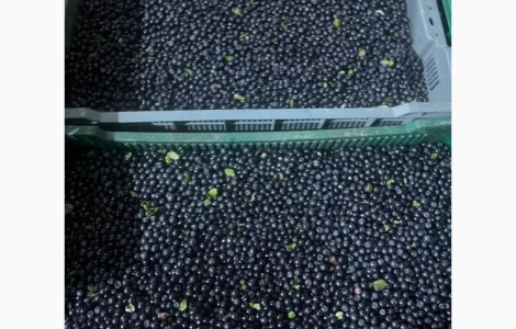 Куплю чорницю