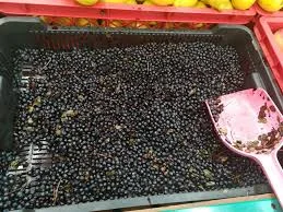 Продам заморожену чорницю оптом на експорт