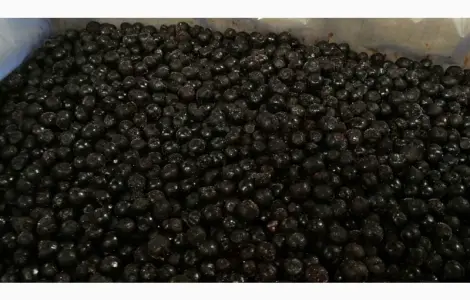 Продам чорницю IQF 1го сорту