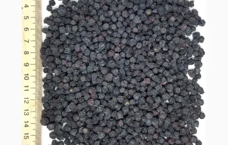 Продам чорницю