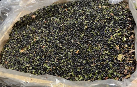 Продам Чорницю Заморожену