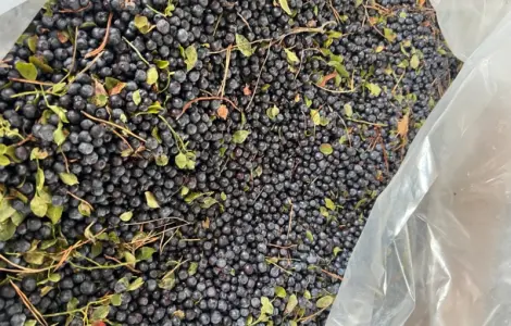 Продам чорницю заморожена