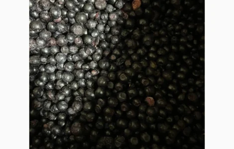 Чорниця б-клас