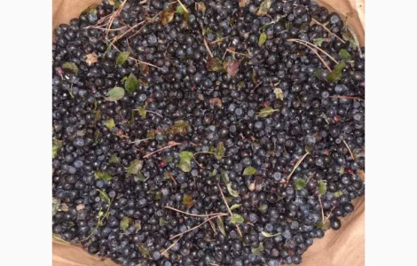 Куплю заморожену чорницю від 20 тонн