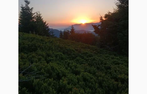 Продам сушену чорницю ( зібрану у липні 2024р.)