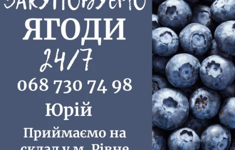 Закуповуємо свіжу чорницю