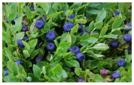 Куплю чорницю оптом на заморозку від 5 тонн