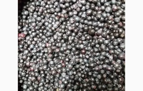 Закуповуємо чорницю 2024 сезон