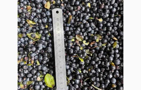 Куплю чорницю заморожену