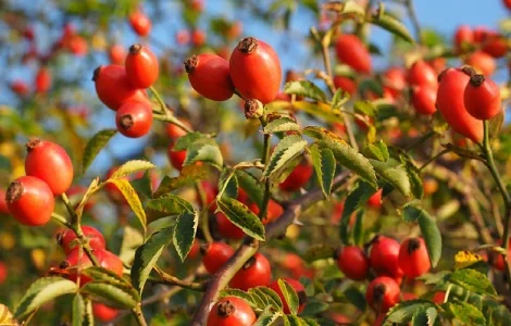 Продам шипшину сушену