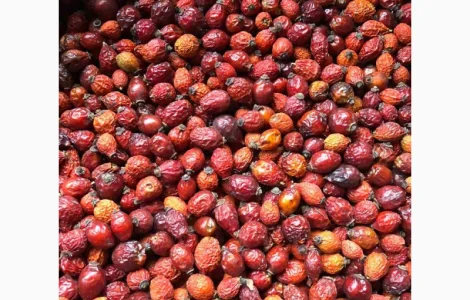 Продам шипшину