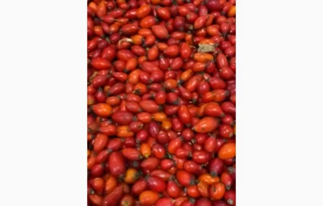 Продам заморожену шипшину