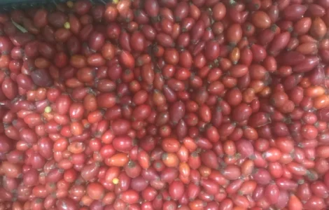 Продам шипшину заморожену