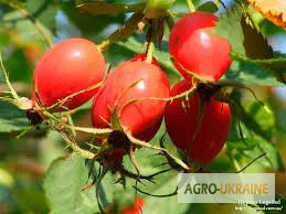 Продажа корня шиповника со склада