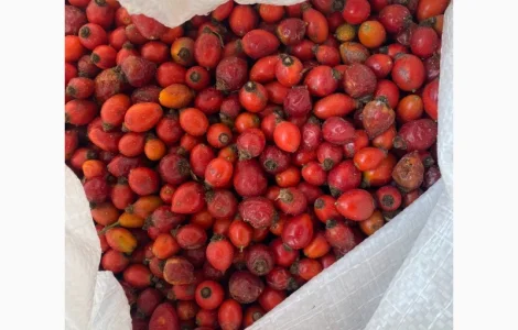 Куплю свіжу шипшину