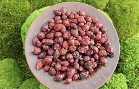 Шипшина, шиповник, чёрный шиповник