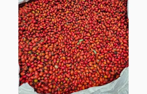 Продам шипшину оригінал заморожену