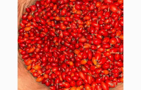 Заморожена шипшина