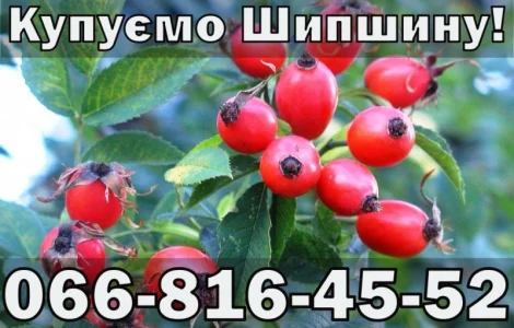 На постійній основі купую Шипшину!Дорого